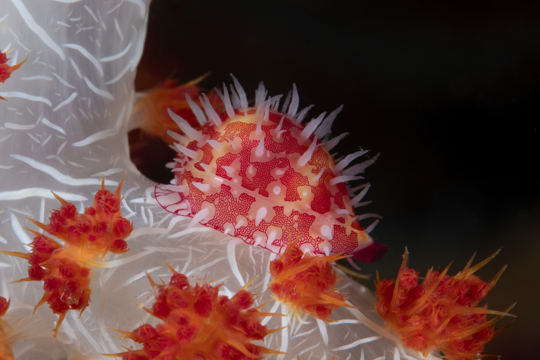 Allied Cowrie, Bunaken